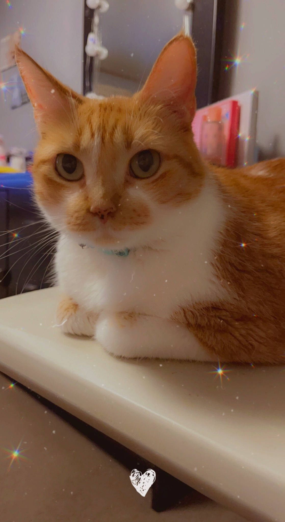 Abigail is registered to the contest to win money with this photo: box, carnivore, cat, cat_supply, domestic_short_haired_cat, eyelash, fawn, felidae, fur, paw, pet_supply, plumbing, plumbing_fixture, small_to_medium_sized_cats, snout, whiskers