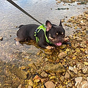 Max is registered to the contest to win money with this photo: animal, canine, closeup, daytime, dog, french_bulldog, happy, harness, leash, nature, outdoor, pet, playful, resting, rocks, shallow_water, summer, tongue_out, walking, water