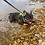 animal, canine, closeup, daytime, dog, french_bulldog, happy, harness, leash, nature, outdoor, pet, playful, resting, rocks, shallow_water, summer, tongue_out, walking, water