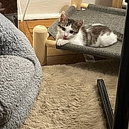 Milo participe au concours pour gagner de l'argent avec cette photo : kitten, cat, pet_bed, indoor, cozy, curious, tongue_out, fluffy_rug, blanket, wooden_floor, furniture, relaxing, young_cat, small_pet, domestic_cat, home, cute, resting, animal, fur