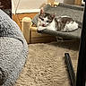 kitten, cat, pet_bed, indoor, cozy, curious, tongue_out, fluffy_rug, blanket, wooden_floor, furniture, relaxing, young_cat, small_pet, domestic_cat, home, cute, resting, animal, fur