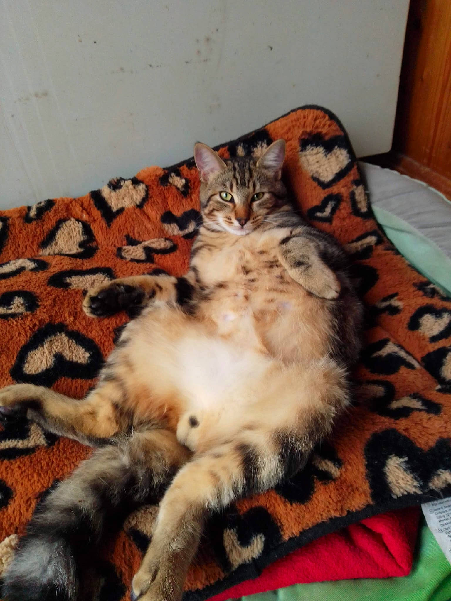 Romarin a rejoint le concours — aidez-le/la à gagner de superbes lots ! carnivore, cat, claw, comfort, domestic_short_haired_cat, fawn, felidae, fur, lap, linens, mammal, nap, pattern, paw, room, small_to_medium_sized_cats, tail, textile, vertebrate, whiskers