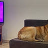 dog, couch, living_room, television, furniture, indoor, pet, canine, brown_dog, tile_floor, resting, domestic_animal, side_view, household, relaxed, dog_breed, screen, woman_image, purple_light, casual