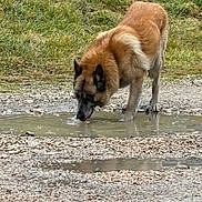 Mike a rejoint le concours — aidez-le/la à gagner de superbes lots ! dog, drinking, puddle, water, gravel, grass, outdoor, animal, canine, nature, pet, mammal, brown_fur, standing, quiet, daylight, closeup, ground, reflection, wildlife