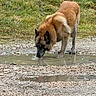 dog, drinking, puddle, water, gravel, grass, outdoor, animal, canine, nature, pet, mammal, brown_fur, standing, quiet, daylight, closeup, ground, reflection, wildlife
