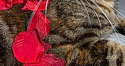 Zoe participe au concours pour gagner de l'argent avec cette photo : animal, animal_face, cat, close_up, curious, cute, domestic_cat, feline, fur, indoor, lying_down, petals, portrait, red_petals, relaxed, resting, soft_background, tabby_cat, whiskers, yellow_eyes