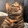 Zoe participe au concours pour gagner de l'argent avec cette photo : cat, tabby, green_eyes, whiskers, fur, close_up, pet, animal, indoor, cozy, blanket, resting, cute, feline, portrait, soft, relaxed, striped, mammal, looking_up
