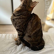 Zoe a rejoint le concours — aidez-le/la à gagner de superbes lots ! cat, tabby, feline, pet, indoor, quilt, fur, ears, curious, sitting, looking_up, soft_background, blur, cozy, animal, whiskers, tail, brown, striped, domestic_cat
