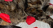 Zoe participe au concours pour gagner de l'argent avec cette photo : cat, tabby, rose_petals, blanket, pet, animal, feline, relaxed, indoor, cute, whiskers, fur, laying_down, soft, cozy, domestic, resting, yellow_eyes, closeup, sleepy