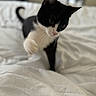 Emmy participe au concours pour gagner de l'argent avec cette photo : cat, black_and_white, bed, paw, curious, indoor, pet, feline, white_bedspread, soft, whiskers, playful, animal, cute, focused_eyes, domestic_cat, fur, tail, close_up, young_cat