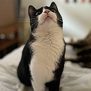 Emmy participe au concours pour gagner de l'argent avec cette photo : cat, black_and_white, pet, indoor, bed, feline, whiskers, curious, pink_nose, fur, animal, looking_up, close_up, domestic_cat, cute, soft_light, blurred_background, sitting, portrait