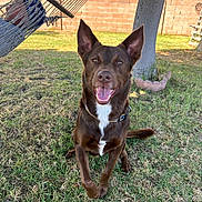 Ranger is registered to the contest to win money with this photo: backyard, brown_dog, canine, collar, dog, ears_up, fence, grass, hammock, happy, nature, outdoor, person, pet, relaxed, sitting, smiling, sunny, tongue_out, tree