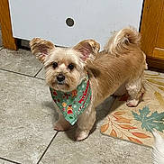 Taffy joined the competition — help win amazing prizes! animal, bandana, brown_fur, companion, curious, cute, dog, ears, festive, fur, holiday, indoor, kitchen, looking, mat, pet, small_dog, standing, tail, tile_floor