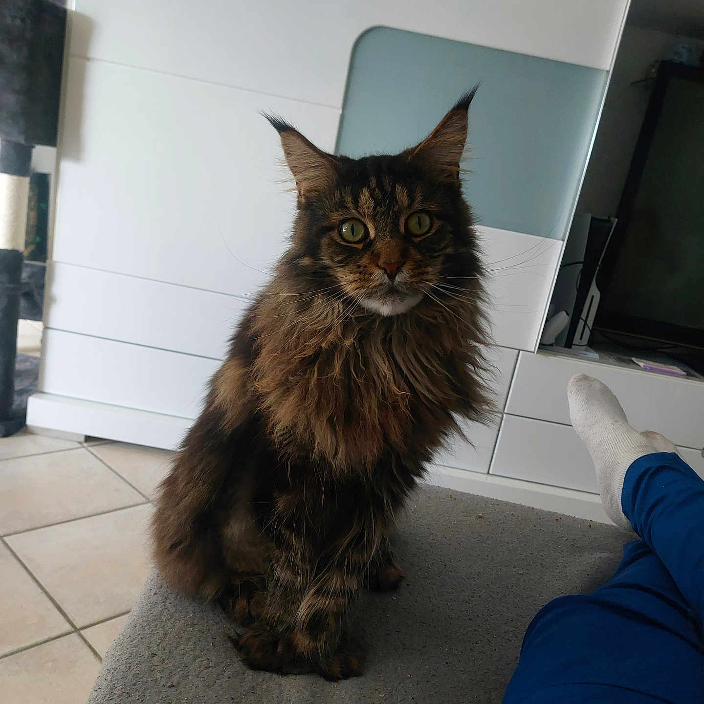 Sultan participe au concours pour gagner de l'argent avec cette photo : adult, animal, cat, computerhardware, couch, electronics, furniture, hardware, hardwood, indoors, interiordesign, male, man, manx, monitor, person, pet, screen, tv, wood