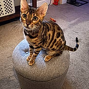 Teddy joined the competition — help win amazing prizes! cat, bengal_cat, pet, animal, feline, sitting, ottoman, carpet, indoor, curious, ears, whiskers, collar, striped, spotted, furniture, home, floor, looking_up, domestic