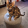 cat, bengal_cat, pet, animal, feline, sitting, ottoman, carpet, indoor, curious, ears, whiskers, collar, striped, spotted, furniture, home, floor, looking_up, domestic