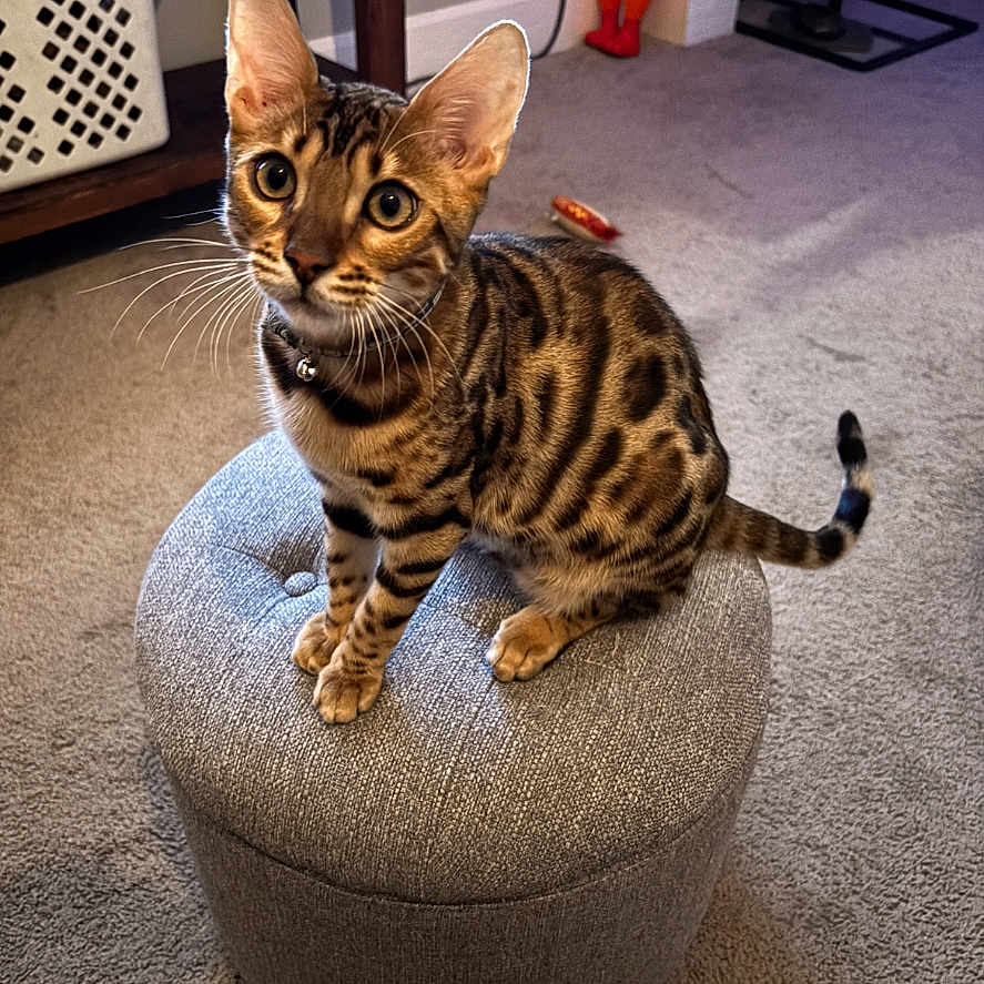 Teddy joined the competition — help win amazing prizes! cat, bengal_cat, pet, animal, feline, sitting, ottoman, carpet, indoor, curious, ears, whiskers, collar, striped, spotted, furniture, home, floor, looking_up, domestic