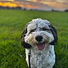 Levi joined the competition — help win amazing prizes! bokeh, close_up, dog, eyes, field, fluffy, furry, grass, green_grass, happy, head, leash, nature, nose, outdoor, pet, portrait, sky, sunset, tongue_out