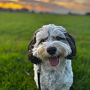 Levi joined the competition — help win amazing prizes! bokeh, close_up, dog, eyes, field, fluffy, furry, grass, green_grass, happy, head, leash, nature, nose, outdoor, pet, portrait, sky, sunset, tongue_out