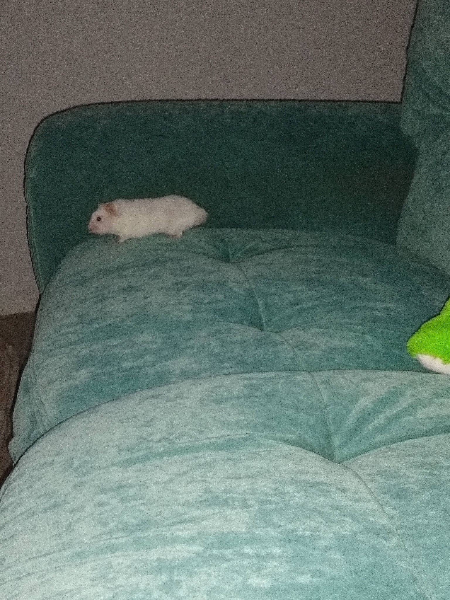 Chamallow a rejoint le concours — aidez-le/la à gagner de superbes lots ! bed, bedding, comfort, fawn, furniture, linens, pillow, room, textile