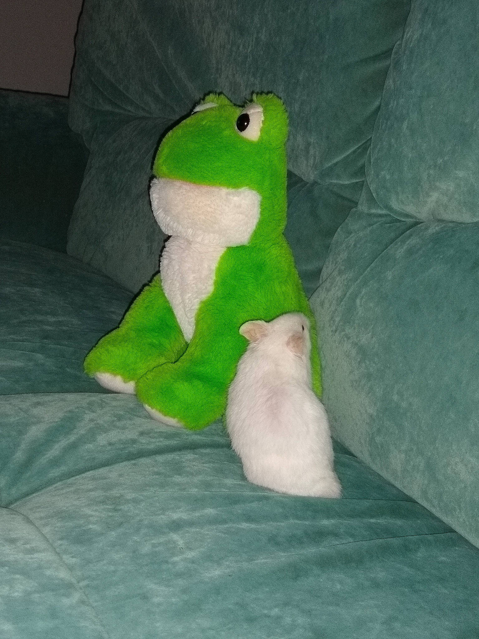 Chamallow participe au concours pour gagner de l'argent avec cette photo : amphibian, frog, green, plush, stuffed_toy, tail, textile, toy