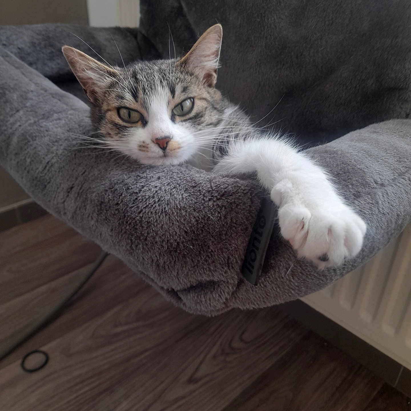 Olympe a rejoint le concours — aidez-le/la à gagner de superbes lots ! abyssinian, animal, architecture, armchair, blanket, building, cat, chair, couch, cushion, furniture, hardwood, homedecor, indoors, kitten, livingroom, manx, pet, room, wood