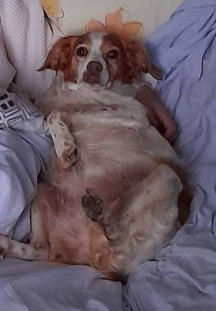 Sybelle a rejoint le concours — aidez-le/la à gagner de superbes lots ! bored, canidae, carnivore, cavalier_king_charles_spaniel, comfort, companion_dog, dog, dog_breed, dog_supply, duvet, fawn, fur, gun_dog, irish_red_and_white_setter, king_charles_spaniel, liver, snout, spaniel, sporting_group, working_animal