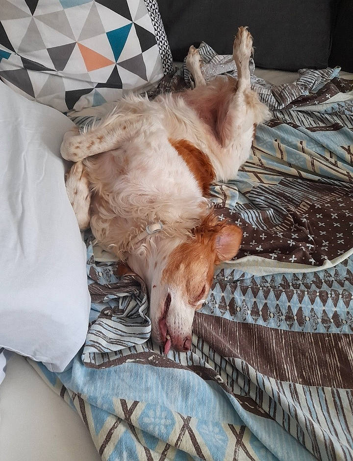 Sybelle a rejoint le concours — aidez-le/la à gagner de superbes lots ! bedding, canidae, carnivore, comfort, companion_dog, dog, dog_breed, duvet, fawn, felidae, fur, linens, liver, paw, small_to_medium_sized_cats, snout, sporting_group, tail, textile, whiskers