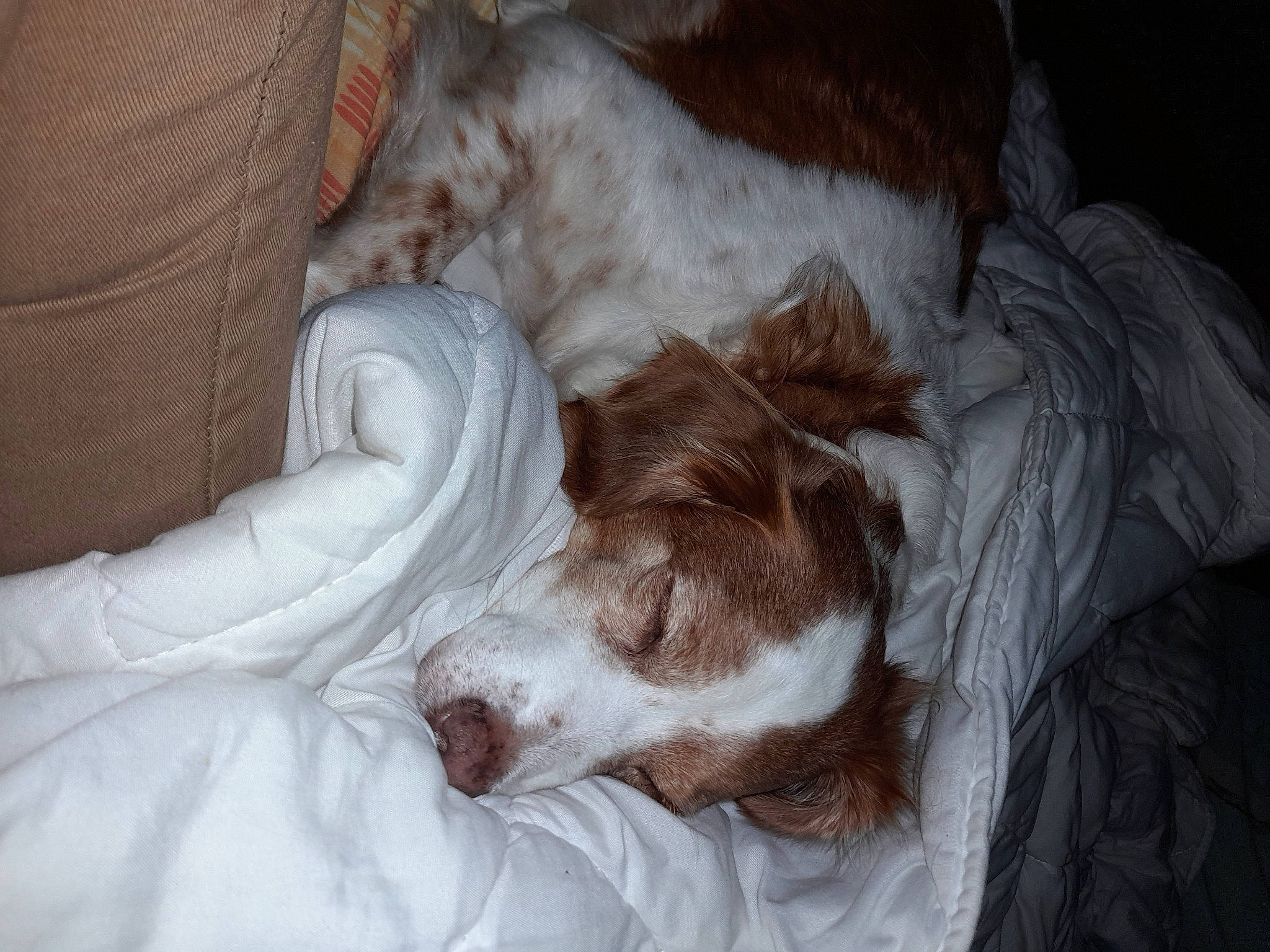 Sybelle participe au concours pour gagner de l'argent avec cette photo : bed, bored, canidae, carnivore, comfort, companion_dog, dog, dog_breed, duvet, fawn, fur, linens, liver, nap, sleep, snout, spaniel, sporting_group, whiskers, working_animal