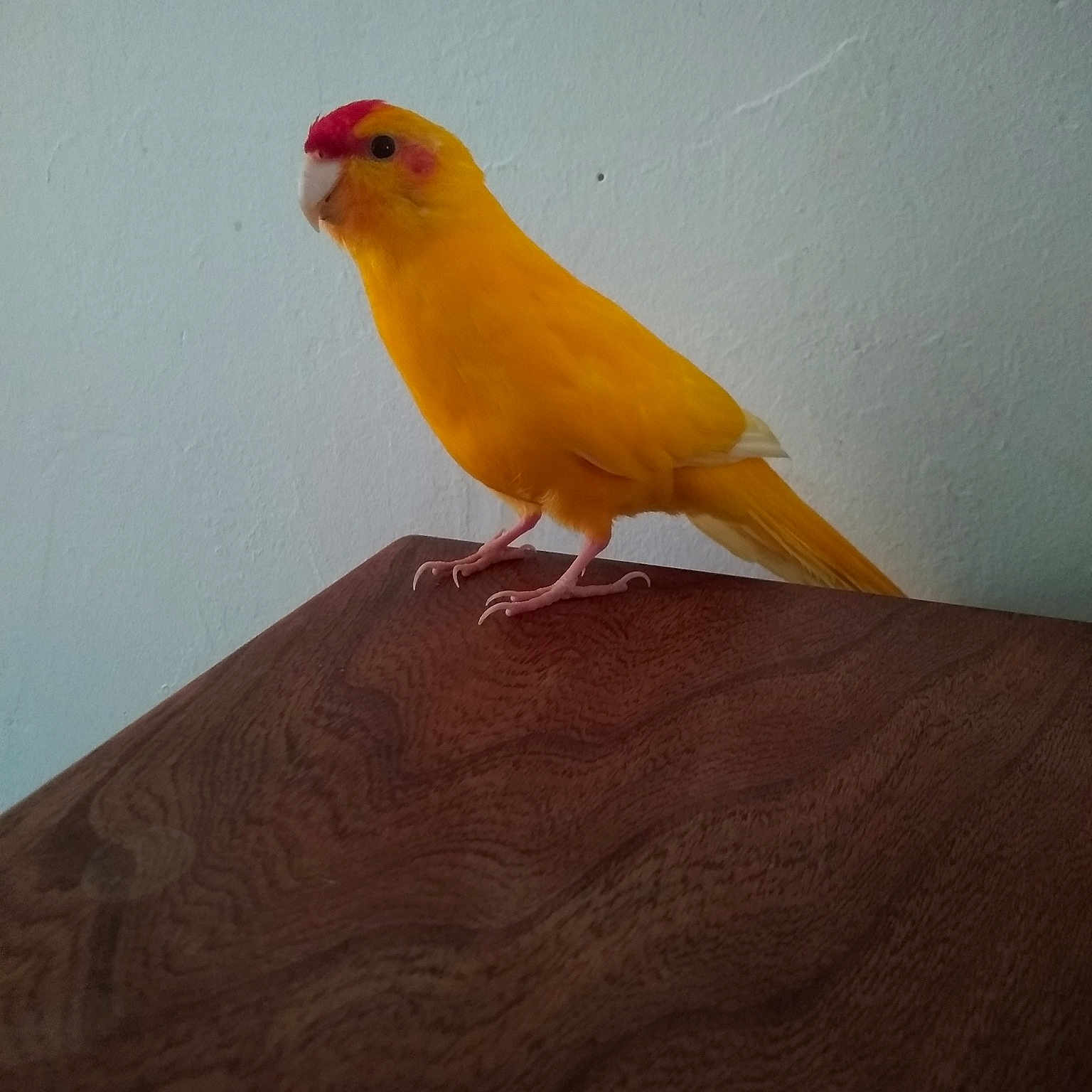 Papaye
