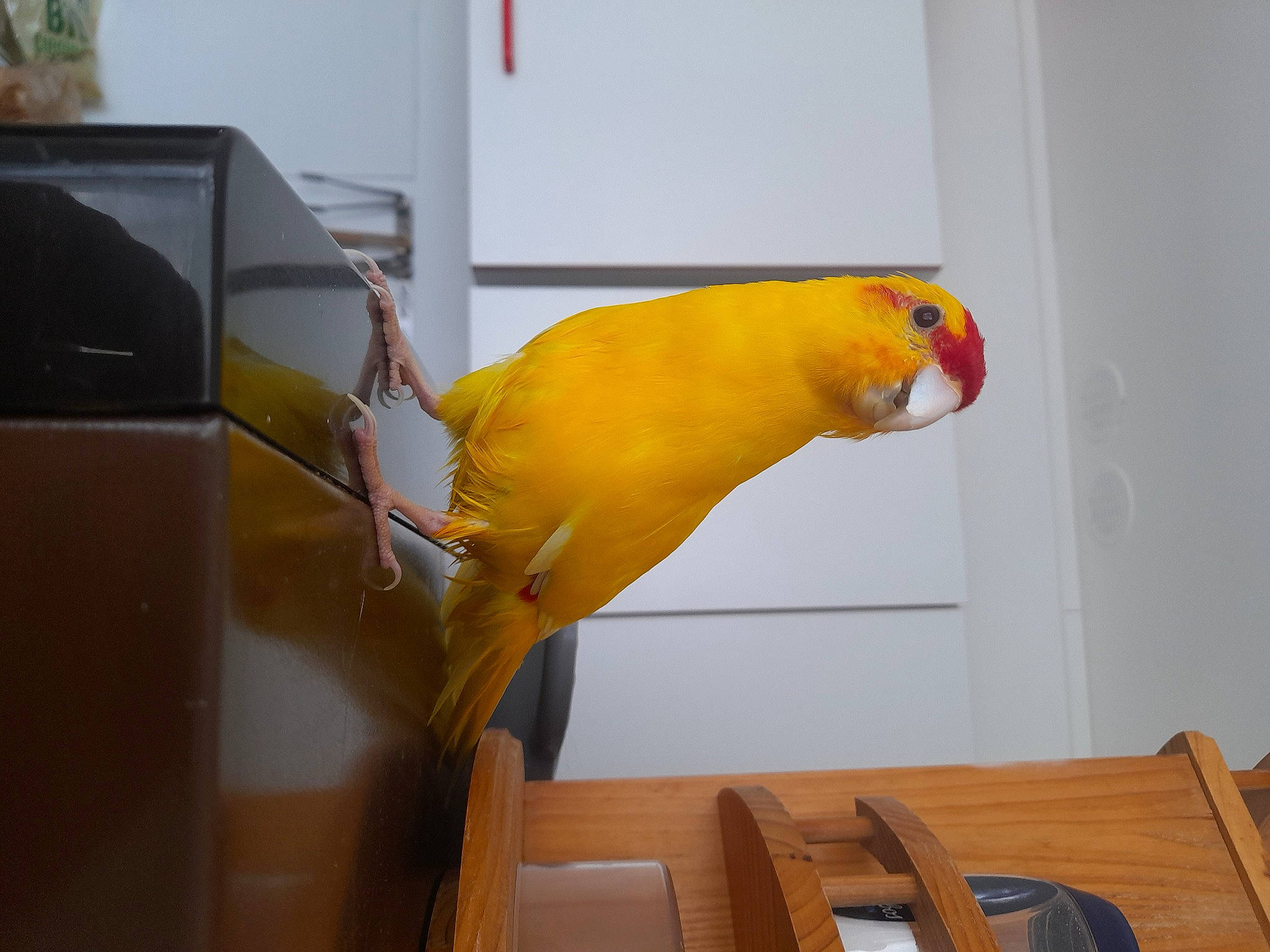 Papaye participe au concours pour gagner de l'argent avec cette photo : beak, bird, bird_supply, budgie, cage, event, feather, flooring, hardwood, macaw, orange, parakeet, parrot, perching_bird, pet_supply, room, songbird, tail, wing, wood