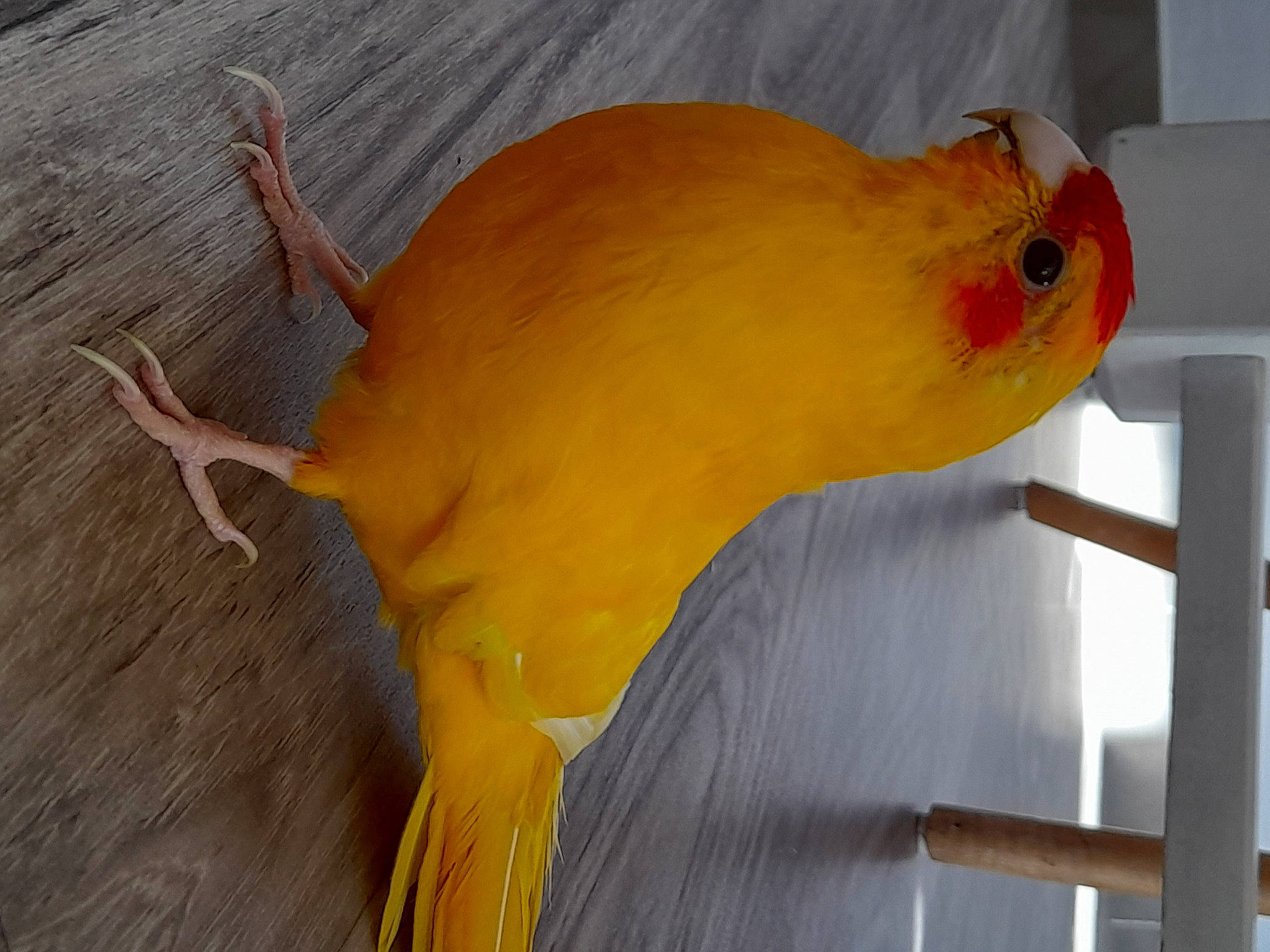 Papaye a rejoint le concours — aidez-le/la à gagner de superbes lots ! beak, bird, bird_supply, budgie, cage, canary, cockatoo, feather, fish, livestock, lovebird, parakeet, parrot, perching_bird, pet_supply, songbird, tail, wildlife, wing, yellow