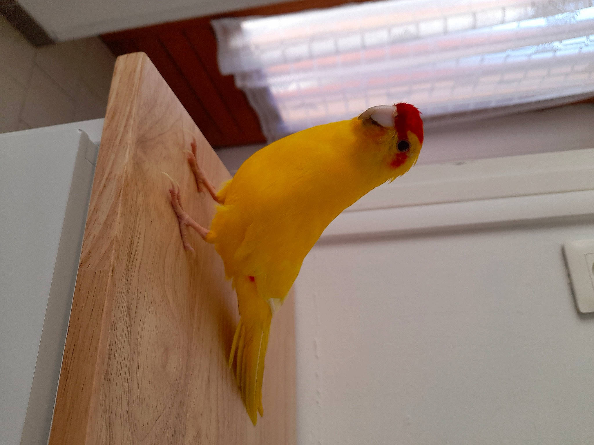 Papaye a rejoint le concours — aidez-le/la à gagner de superbes lots ! banana_family, beak, bird, bird_supply, bird_toy, feather, fish, hardwood, natural_material, parakeet, parrot, perching_bird, plastic, plywood, room, tail, varnish, wing, wood, wood_stain