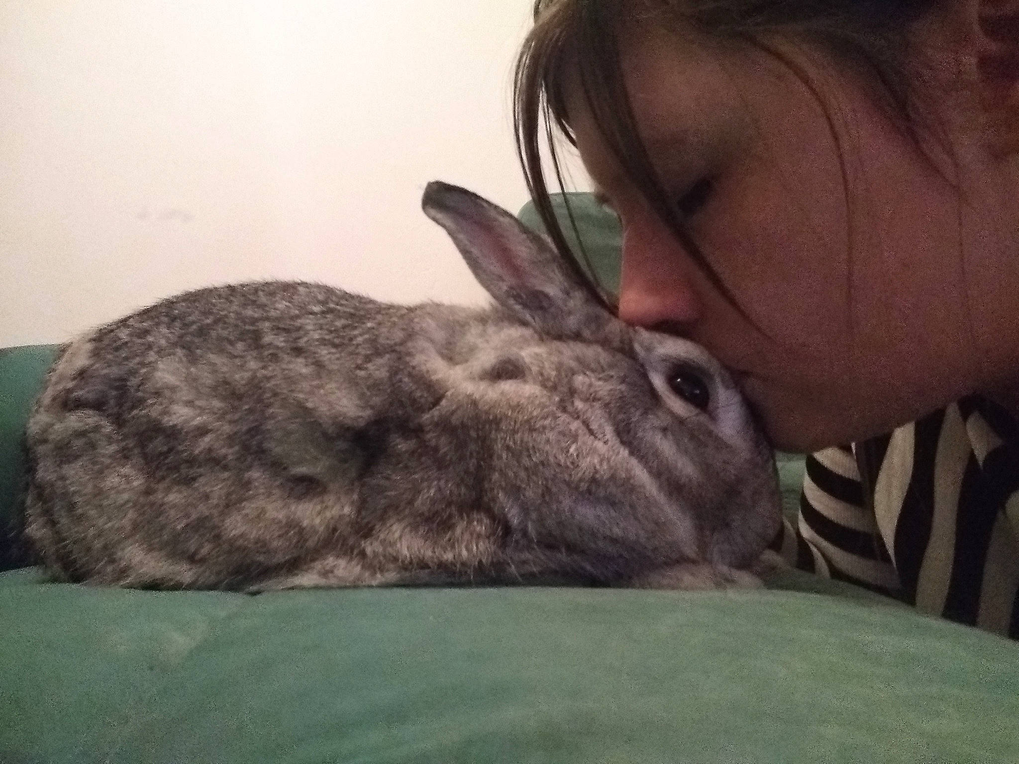 Biscuit participe au concours pour gagner de l'argent avec cette photo : domestic_rabbit, ear, hare, mammal, mouth, organism, rabbit, rabbits_and_hares, skin, snout, vertebrate, whiskers, wildlife, wood_rabbit