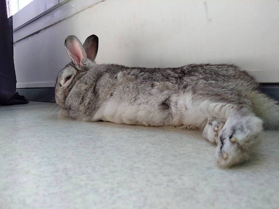 Biscuit participe au concours pour gagner de l'argent avec cette photo : chinchilla, domestic_rabbit, ear, hare, mammal, rabbit, rabbits_and_hares, skin, snout, whiskers