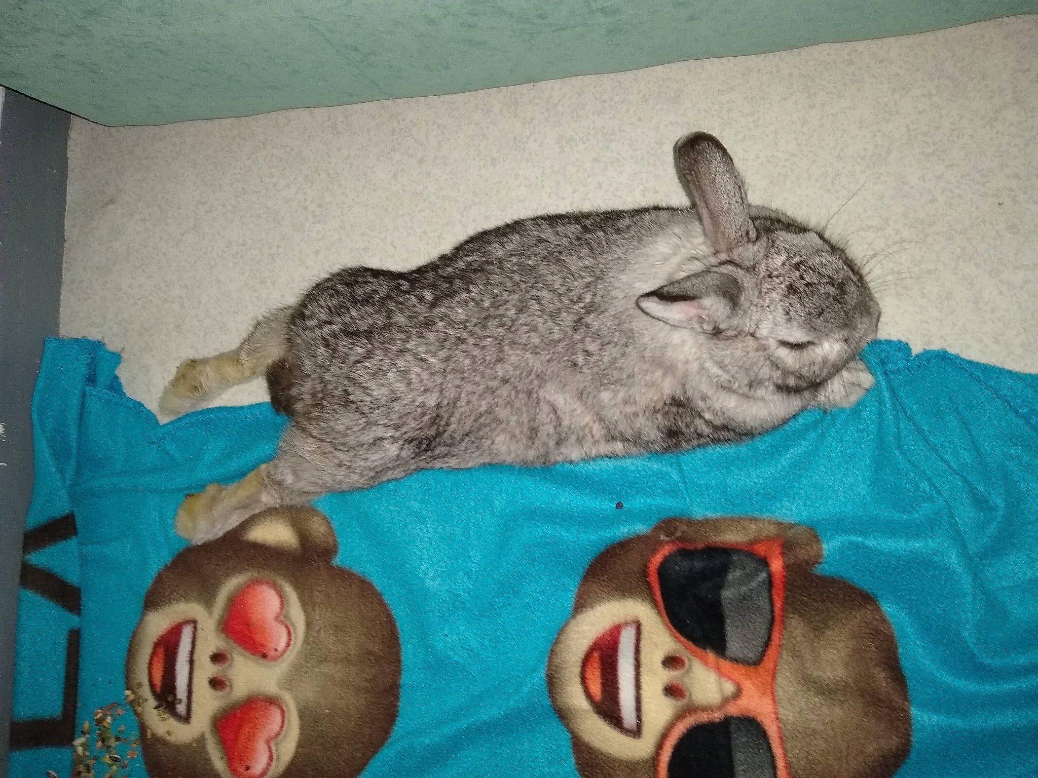 Biscuit a rejoint le concours — aidez-le/la à gagner de superbes lots ! chinchilla, domestic_rabbit, ear, easter_bunny, hare, rabbit, rabbits_and_hares, snout, whiskers, wood_rabbit