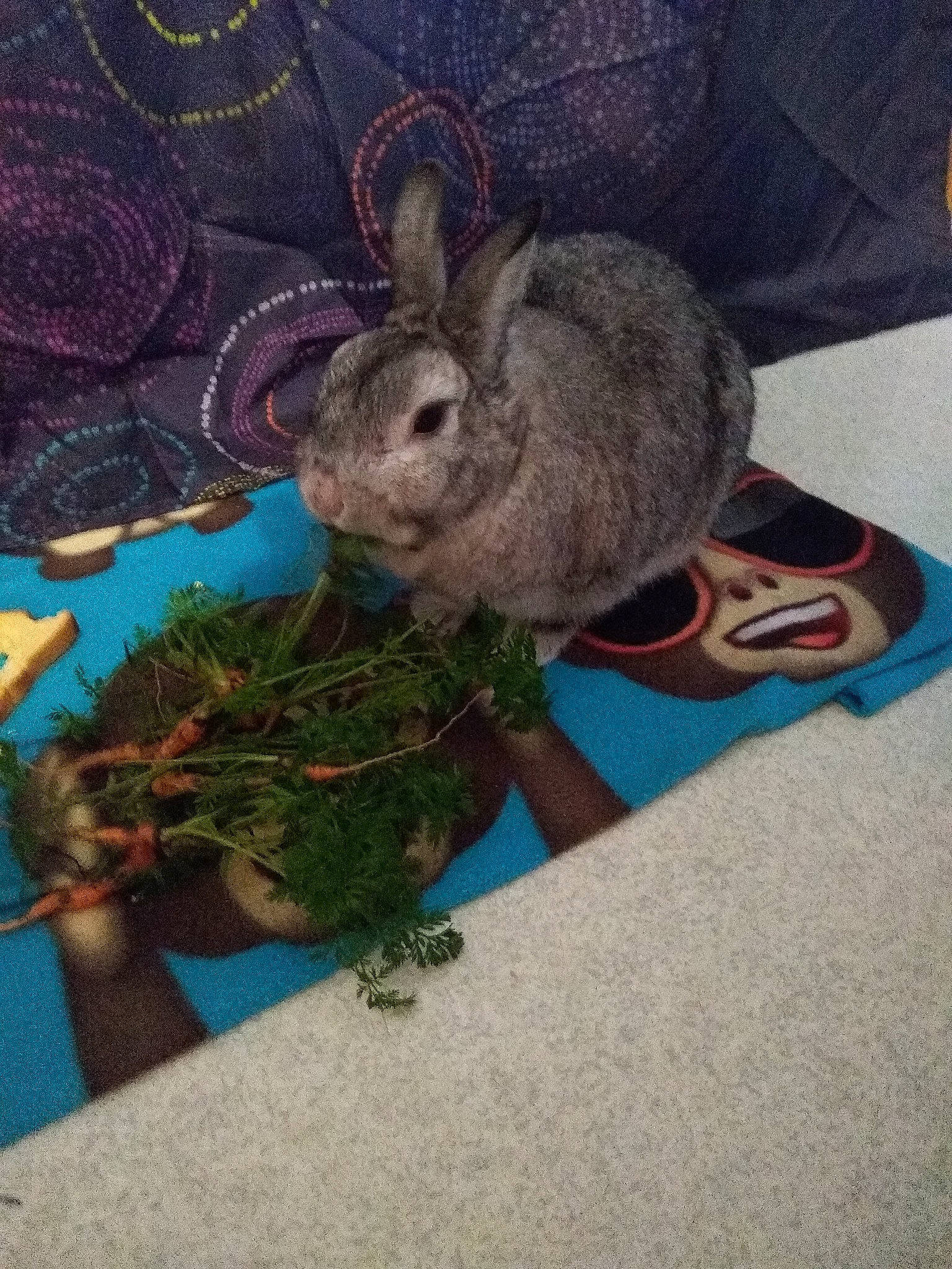 Biscuit a rejoint le concours — aidez-le/la à gagner de superbes lots ! domestic_rabbit, fawn, hare, organism, plant, rabbit, rabbits_and_hares, wildlife, wood_rabbit