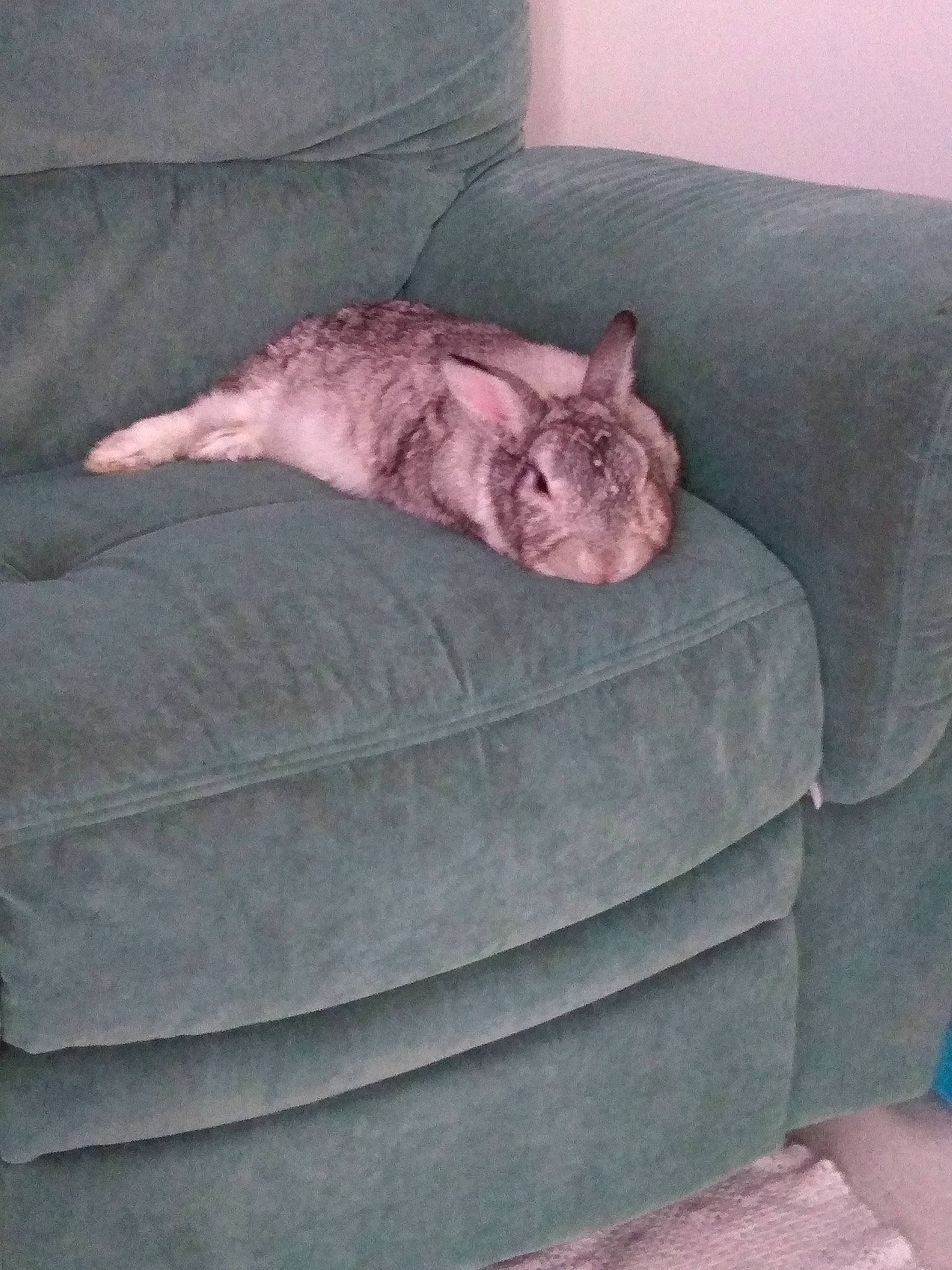 Biscuit participe au concours pour gagner de l'argent avec cette photo : bed, cat, chinchilla, comfort, couch, fawn, felidae, fur, furniture, grey, linens, room, small_to_medium_sized_cats, textile, whiskers