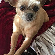 Demi is registered to the contest to win money with this photo: dog, small_dog, brown_dog, pet, bed, blanket, red_blanket, wooden_surface, indoor, person, hand, peace_sign, cozy, fur, cute, animal, companion, relaxed, paws, expression