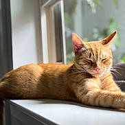 Boots is registered to the contest to win money with this photo: animal, blurred_background, cat, closeup, daylight, ears, feline, fur, ginger_cat, indoor, nose, peaceful, pet, relaxing, resting, sleeping, sunlight, whiskers, window, windowsill