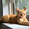 animal, blurred_background, cat, closeup, daylight, ears, feline, fur, ginger_cat, indoor, nose, peaceful, pet, relaxing, resting, sleeping, sunlight, whiskers, window, windowsill