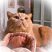 Sole Mio participe au concours pour gagner de l'argent avec cette photo : animal, bedroom, blanket, cat, closeup, cozy, curtains, cute, domestic, fur, furniture, indoor, orange_cat, pet, relaxed, resting, soft, warm, whiskers, window