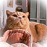 animal, bedroom, blanket, cat, closeup, cozy, curtains, cute, domestic, fur, furniture, indoor, orange_cat, pet, relaxed, resting, soft, warm, whiskers, window