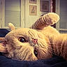 Sole Mio a rejoint le concours — aidez-le/la à gagner de superbes lots ! bed, cat, close_up, cozy, curious, domestic_animal, feline, framed_pictures, indoor, lying_down, orange_cat, paw, pet, playful, portrait, relaxed, shutters, soft_fur, whiskers, window