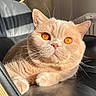 amber_eyes, animal, cat, chair, closeup, cute, domestic_cat, feline, fluffy, indoor, leather, mammal, orange_cat, paw, pet, portrait, relaxed, sunlight, tabby, whiskers
