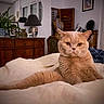 Sole Mio participe au concours pour gagner de l'argent avec cette photo : animal, bed, blanket, cat, cozy, decor, dresser, fur, furniture, home, indoor, interior, lamp, orange_eyes, pet, plant, portrait, relaxed, whiskers, window