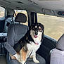 dog, car_interior, seat, leash, window, pet, animal, fur, black_and_white, tongue_out, happy, canine, transportation, indoor, seatbelt, headrest, smiling, companion, domestic_animal, sitting