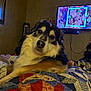 Charlie joined the competition — help win amazing prizes! dog, indoor, quilt, patchwork, bed, television, autumn_leaves, cozy, fur, pet, living_room, couch, relaxed, curious, brown, white, black, face, portrait, furniture
