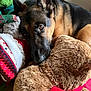 animal, black, brown, companion, cozy, cute, dog, ears, fur, german_shepherd, holiday, indoor, pet, plush_toy, portrait, resting, snuggle, soft, stocking, teddy_bear