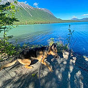 Lacey is registered to the contest to win money with this photo: adventure, blue_sky, dog, forest, german_shepherd, greenery, lake, landscape, leash, mountains, nature, outdoor, rocks, scenic, shadows, sky, sunlight, trees, water, wildlife